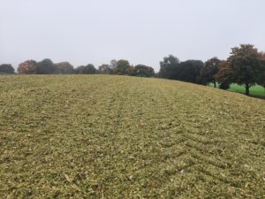 Gleichmäßig verteilte Maissilage auf Fahrsilo, herbstliche Bäume unter grauem Himmel.