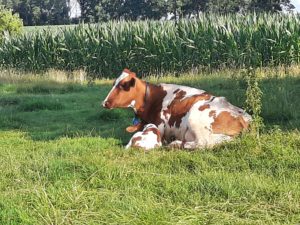 Braun-weiße Kuh mit neugeborenem Kalb im Gras vor hohem Maisfeld auf Sommerweide.