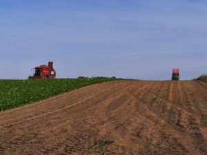 Roter Rübenvollernter arbeitet am Feldrand, Traktor mit Anhänger auf abgeerntetem Acker.