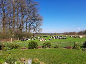 Milchkühe grasen auf grüner Weide, Garten im Vordergrund, Bäume und Felder bei Sonne.